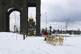 Веселым и популярным развлечением было катание на упряжках хаски