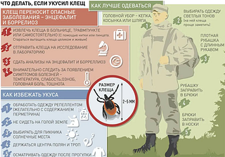 Снизить риск укуса клеща помогают меры неспецифической профилактики