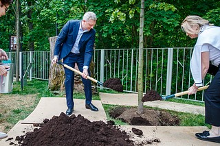 Андрей Иванов и жители Звенигорода высадили молодую липу в новом сквере имени А. П. Чехова