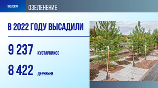 Экология: Озеленение