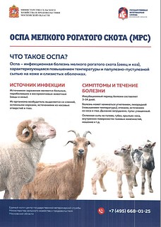 Жителей Одинцовского городского округа предупредили о риске оспы овец
