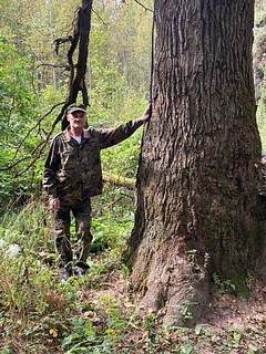 Лесничие обнаружили 300-летний дуб в Одинцовском городском округе