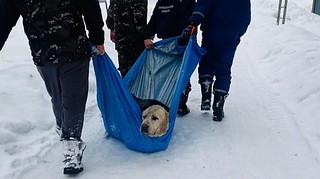 Работники 244-й пожарно-спасательной части «Мособлпожспас» совместно с сотрудниками муниципального аварийно-спасательного формирования спасли 60-килограммового алабая, провалившегося в котлован с ледяной водой