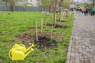 В рамках масштабной акции «Доброе дело. Весна» глава Одинцовского округа Андрей Иванов вместе с учениками Захаровской школы высадил липовую аллею, яблоневый сад и красные клёны у нового павильона «Традиция» в парке Захарово