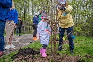 В рамках масштабной акции «Доброе дело. Весна» глава Одинцовского округа Андрей Иванов вместе с учениками Захаровской школы высадил липовую аллею, яблоневый сад и красные клёны у нового павильона «Традиция» в парке Захарово
