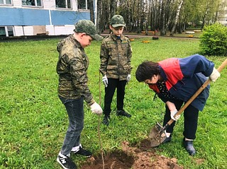 Новые деревья высадили у Кубинской средней общеобразовательной школы