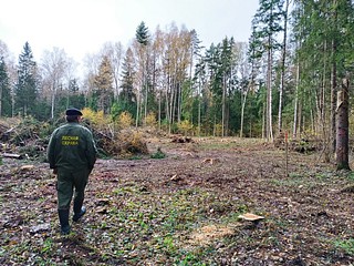 Лесничие провели рейд по местам отдыха в Одинцовском округе. В ходе проверки сотрудники «Мособллеса» обнаружили два опасных пикника в микрорайоне Новая Трехгорка