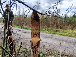 Санитарно-оздоровительные мероприятия провели в Звенигородском лесничестве. На территории Звенигородского филиала ГКУ МО «Мособллес», согласно государственному контракту, специалисты ГАУ МО «Центрлесхоз» и подрядной организации выполнили работы по уборке сухостойных и поваленных деревьев. Это снизит опасность возникновения лесных пожаров и угрозу падения стволов деревьев или их частей
