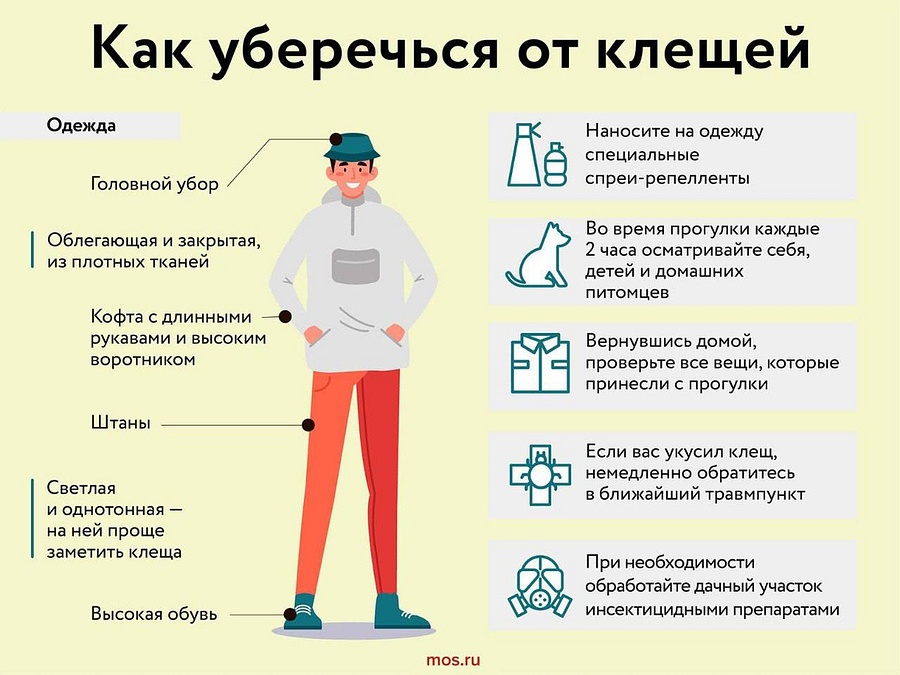 Жителей Одинцовского округа информируют о правилах защиты от клещей