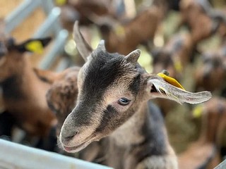 Жители Одинцовского округа смогут получить гранты для развития семейных ферм