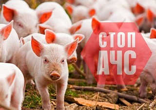 В Одинцовском округе усиливаются меры по профилактике чумы