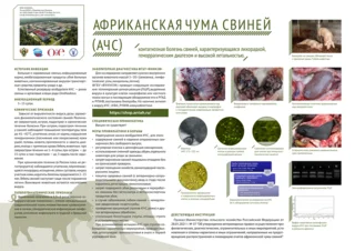 Жителей Одинцовского округа информируют об опасности птичьего гриппа и африканской чумы свиней