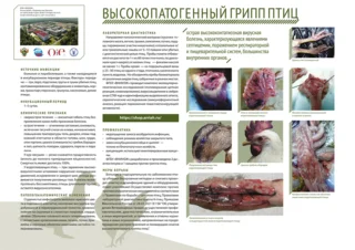 Жителей Одинцовского округа информируют об опасности птичьего гриппа и африканской чумы свиней