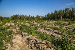 Звенигородское лесничество стало лидером Подмосковья по проведенным сплошным санитарным рубкам