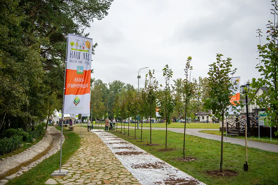 Лес текст 1, Восстановление лесов: как за 10 лет изменилась Олимпийская аллея в Одинцовском парке культуры, спорта и отдыха