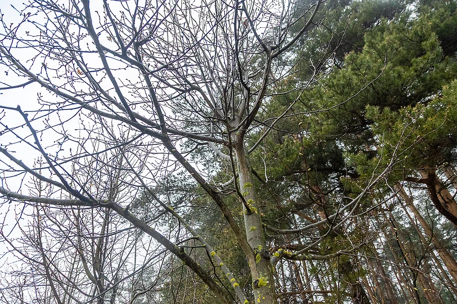 Лес текст 3, Восстановление лесов: как за 10 лет изменилась Олимпийская аллея в Одинцовском парке культуры, спорта и отдыха